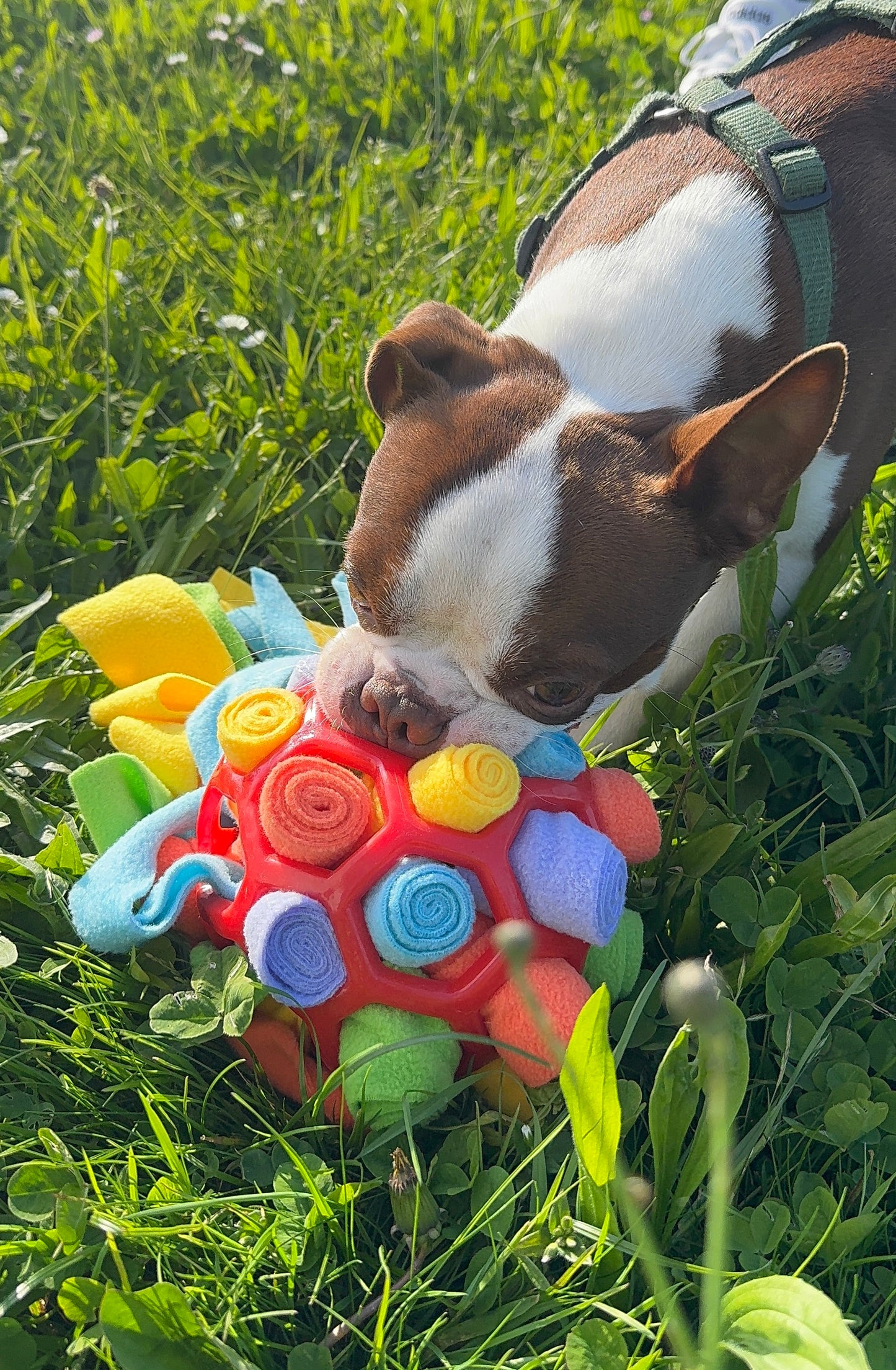 LUNAVA™ DogFlow